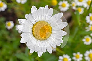 Bud of chamomile with blurred same flowers on the background