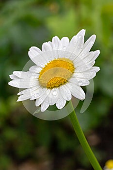 Bud of chamomile flower with blurred background