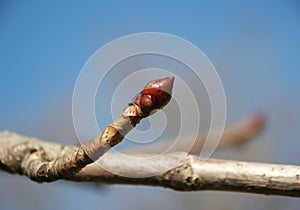 Bud chestnut