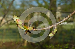 Bud of chestnut tree