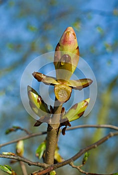Bud of chestnut tree
