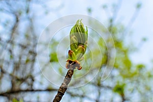 Bud chestnut