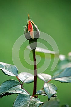 Bud of a China rose flower