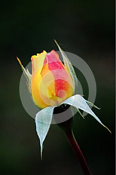 Bud of a China rose flower