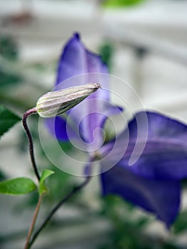 Bud of clematis