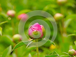 the bud of Common peony