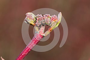 Bud of Cornus alba, the red-barked, white or Siberian dogwood in spring time