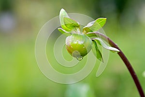 Bud of dahlia flower