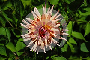 Bud Dahlia flower close up in the garden