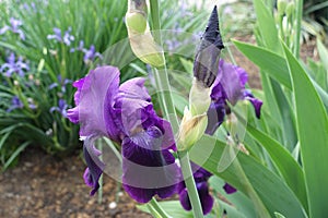 Bud and dark purple flower of Iris germanica