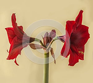 Bud dark-red Hippeastrum (amaryllis) \'Arabian night