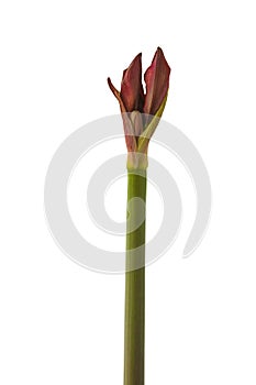 Bud dark-red Hippeastrum (amaryllis) \'Arabian night