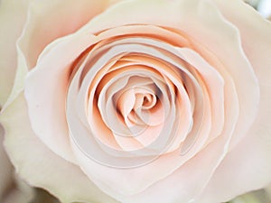 Bud of a delicate rose of pastel color closeup photo