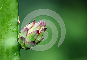 Bud of dragon flower