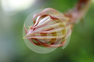 The bud of Epiphyllum oxypetalum start to bloom