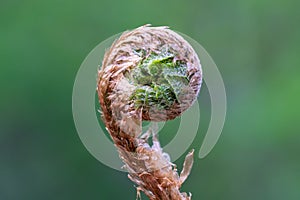 Bud of a fern plant unfolding in springtime