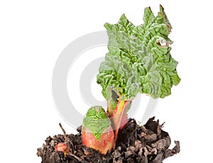 Bud and first leaf of rhubarb