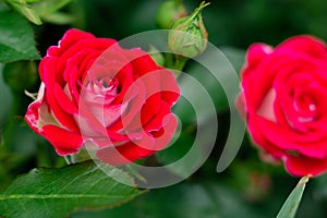 The bud and flower of a bright red rose of the Schone Koblenzerin variety in greenery in the garden on a bush