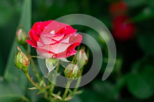 The bud and flower of a bright red rose of the Schone Koblenzerin variety in greenery in the garden on a bush