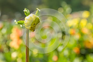 Bud of flower dahlia