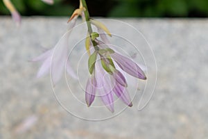 Bud-Flower of fragrant plantain lily-Hosta plantaginea Lam. Aschers