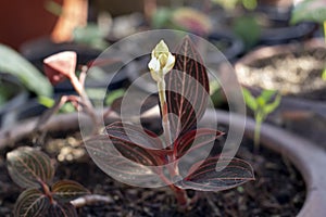 Bud flower of Jewel orchid Ludisia discolor or Anoectochilus burmannicus growing in pot in the garden. photo