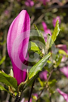Bud flower of Magnolia tree