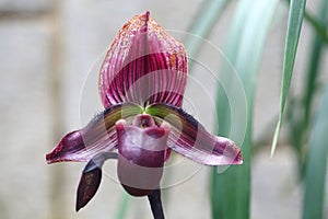 The bud and flower of Paphiopedilum purpuratum