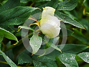 Bud from a flower of a peony plant, Paeonia, the plant is very wet from the last rain. drops are on the surface and sparkle in the