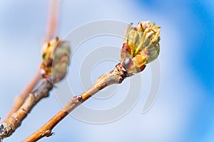 Bud before flowering in early spring on a pear branch against the blue sky