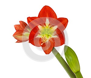 Bud and flowers red and white   Amaryllis Hippeastrum  on white background isolated
