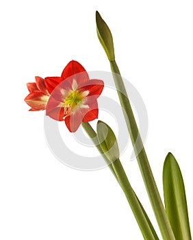 Bud and flowers red and white   Amaryllis Hippeastrum  on white background isolated