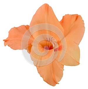 Bud of gladiolus orange 2