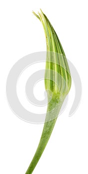 Bud of Goatsbeard or Tragopogon orientalis isolated on white background