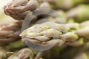 Bud of green asparagus