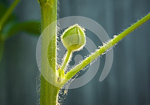 A bud and hairs of hollyhock flower plant