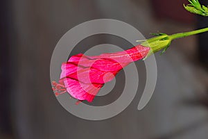 Bud of a Hibiscus, Pune