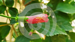 Bud of Hibiscus rosasinensis photo