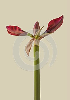 Bud Hippeastrum (amaryllis) \'Arabian night\' on gray background isolated