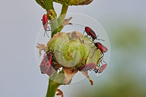 A bud of a hollyhock alcea rosea with fire bugs on it