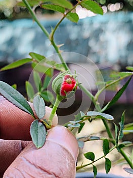 The bud of homy red rose