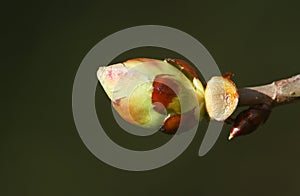 The bud of a Horse Chestnut tree Aesculus hippocastanum opening up in the spring sunshine.