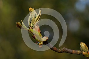 bud of a horse chestnut tree unfolds