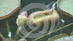 Bud of a huge lily on the surface of water in the Botanical Garden of Singapore