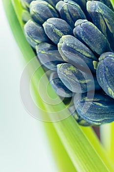 Bud of hyacinth flower background