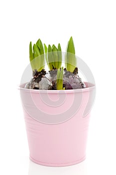 Bud hyacinth flower in pink pot