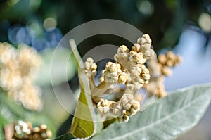 Bud of nespolo giapponese, Eriobotrya japonica photo