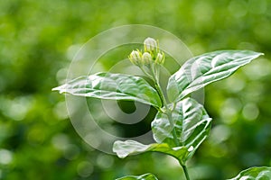 Bud of jasmine flower