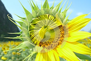 A bud just ready to burst of sunflower