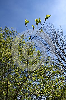 Bud leaf of beech tree in spring photo